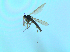  ( - bf-sci-01345)  @11 [ ] CreativeCommons - Attribution Non-Commercial Share-Alike (2016) Oivind Gammelmo BioFokus