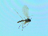  ( - bf-sci-01352)  @11 [ ] CreativeCommons - Attribution Non-Commercial Share-Alike (2016) Oivind Gammelmo BioFokus