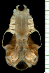  ( - MACN13230)  @11 [ ] Copyright (2013) Unspecified Unspecified