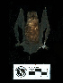  (Cynomops planirostris - MACN16621)  @11 [ ] CreativeCommons - Attribution Non-Commercial Share-Alike (2013) Unspecified Unspecified