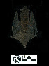 ( - MACN18052)  @11 [ ] CreativeCommons - Attribution Non-Commercial Share-Alike (2013) Unspecified Unspecified
