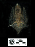  ( - MACN18052)  @11 [ ] CreativeCommons - Attribution Non-Commercial Share-Alike (2013) Unspecified Unspecified