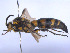  ( - SCOL-00004)  @11 [ ] Copyright (c) (2024) Damian Ramirez Unspecified