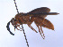  (Triscolia badia - SCOL-00057)  @11 [ ] Copyright (c) (2024) Damian Ramirez Unspecified