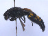  ( - SCOL-00064)  @11 [ ] Copyright (c) (2024) Damian Ramirez Unspecified