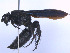  (Scolia guttata var. eximia - SCOL-00065)  @11 [ ] Copyright (c) (2024) Damian Ramirez Unspecified
