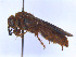  (Scolia nobilitata nobilitata - SCOL-00072)  @11 [ ] Copyright (c) (2024) Damian Ramirez Unspecified