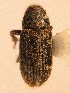  (Xylechinus pilosus - BHJ103)  @12 [ ] No Rights Reserved (2012) Unspecified University Museum of Bergen, Natural History Collections