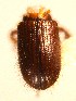  ( - BHJ105)  @13 [ ] No Rights Reserved (2012) Unspecified University Museum of Bergen, Natural History Collections