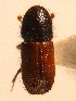  (Orthotomicus proximus - BHJ106)  @13 [ ] No Rights Reserved (2012) Unspecified University Museum of Bergen, Natural History Collections