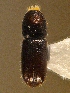  ( - BHJ11)  @11 [ ] No Rights Reserved (2012) Unspecified University Museum of Bergen, Natural History Collections