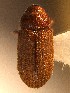  ( - BHJ117)  @12 [ ] No Rights Reserved (2012) Unspecified University Museum of Bergen, Natural History Collections