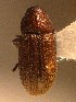  ( - BHJ139)  @12 [ ] No Rights Reserved (2012) Unspecified University Museum of Bergen, Natural History Collections