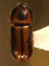  ( - BHJ14)  @13 [ ] No Rights Reserved (2012) Unspecified University Museum of Bergen, Natural History Collections
