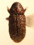  ( - BHJ144)  @12 [ ] No Rights Reserved (2012) Unspecified University Museum of Bergen, Natural History Collections