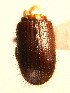  ( - BHJ148)  @13 [ ] No Rights Reserved (2012) Unspecified University Museum of Bergen, Natural History Collections