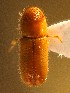  (Pityogenes trepanatus - BHJ149)  @12 [ ] No Rights Reserved (2012) Unspecified University Museum of Bergen, Natural History Collections