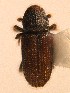  (Hylastes attenuatus - BHJ156)  @13 [ ] No Rights Reserved (2012) Unspecified University Museum of Bergen, Natural History Collections