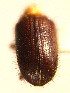  ( - BHJ163)  @12 [ ] No Rights Reserved (2012) Unspecified University Museum of Bergen, Natural History Collections