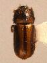  ( - BHJ168)  @13 [ ] No Rights Reserved (2012) Unspecified University Museum of Bergen, Natural History Collections