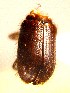  ( - BHJ179)  @12 [ ] No Rights Reserved (2012) Unspecified University Museum of Bergen, Natural History Collections