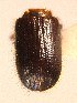  ( - BHJ186)  @13 [ ] No Rights Reserved (2012) Unspecified University Museum of Bergen, Natural History Collections