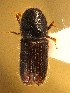  ( - BHJ194)  @12 [ ] No Rights Reserved (2012) Unspecified University Museum of Bergen, Natural History Collections