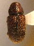  ( - BHJ204)  @12 [ ] No Rights Reserved (2012) Unspecified University Museum of Bergen, Natural History Collections