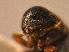  ( - BHJ208)  @11 [ ] No Rights Reserved (2012) Unspecified University Museum of Bergen, Natural History Collections