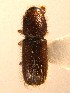  (Xylocleptes - BHJ216)  @13 [ ] No Rights Reserved (2012) Unspecified University Museum of Bergen, Natural History Collections