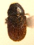  (Phloeosinus aubei - BHJ222)  @11 [ ] No Rights Reserved (2012) Unspecified University Museum of Bergen, Natural History Collections