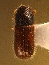  ( - BHJ224)  @11 [ ] No Rights Reserved (2012) Unspecified University Museum of Bergen, Natural History Collections