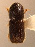  (Orthotomicus erosus - BHJ238)  @13 [ ] No Rights Reserved (2012) Unspecified University Museum of Bergen, Natural History Collections