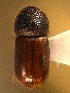  (Trypodendron scabricolle - BHJ243)  @13 [ ] No Rights Reserved (2012) Unspecified University Museum of Bergen, Natural History Collections