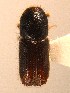  ( - BHJ255)  @13 [ ] No Rights Reserved (2012) Unspecified University Museum of Bergen, Natural History Collections