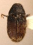  (Hylesinus eos - BHJ256)  @12 [ ] No Rights Reserved (2012) Unspecified University Museum of Bergen, Natural History Collections