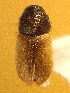  (Cryphalus kurenzovi - BHJ257)  @12 [ ] No Rights Reserved (2012) Unspecified University Museum of Bergen, Natural History Collections