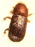  ( - BHJ258)  @12 [ ] No Rights Reserved (2012) Unspecified University Museum of Bergen, Natural History Collections