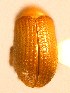  ( - BHJ259)  @12 [ ] No Rights Reserved (2012) Unspecified University Museum of Bergen, Natural History Collections