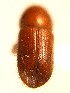 ( - BHJ260)  @12 [ ] No Rights Reserved (2012) Unspecified University Museum of Bergen, Natural History Collections
