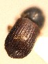  ( - BHJ264)  @12 [ ] No Rights Reserved (2012) Unspecified University Museum of Bergen, Natural History Collections