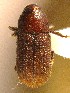  (Hylurgops interstitialis - BHJ267)  @13 [ ] No Rights Reserved (2012) Unspecified University Museum of Bergen, Natural History Collections