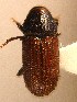  ( - BHJ270)  @12 [ ] No Rights Reserved (2012) Unspecified University Museum of Bergen, Natural History Collections