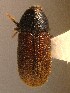  ( - BHJ275)  @12 [ ] No Rights Reserved (2012) Unspecified University Museum of Bergen, Natural History Collections