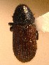  ( - BHJ281)  @12 [ ] No Rights Reserved (2012) Unspecified University Museum of Bergen, Natural History Collections