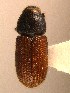  ( - BHJ285)  @12 [ ] No Rights Reserved (2012) Unspecified University Museum of Bergen, Natural History Collections
