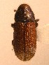  ( - BHJ295)  @12 [ ] No Rights Reserved (2012) Unspecified University Museum of Bergen, Natural History Collections