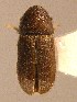  (Cryphalus longus - BHJ297)  @13 [ ] No Rights Reserved (2012) Unspecified University Museum of Bergen, Natural History Collections