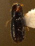 (Pityophthorus micrographus - BHJ30)  @13 [ ] No Rights Reserved (2012) Unspecified University Museum of Bergen, Natural History Collections