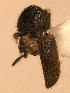  (Cryphalus pruni - BHJ306)  @12 [ ] No Rights Reserved (2012) Unspecified University Museum of Bergen, Natural History Collections
